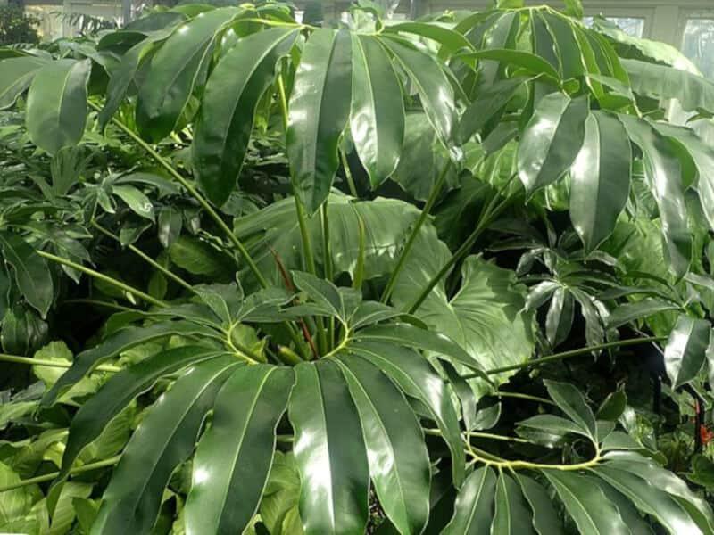 Philodendron Goeldii - View 18 from www redcrocus com