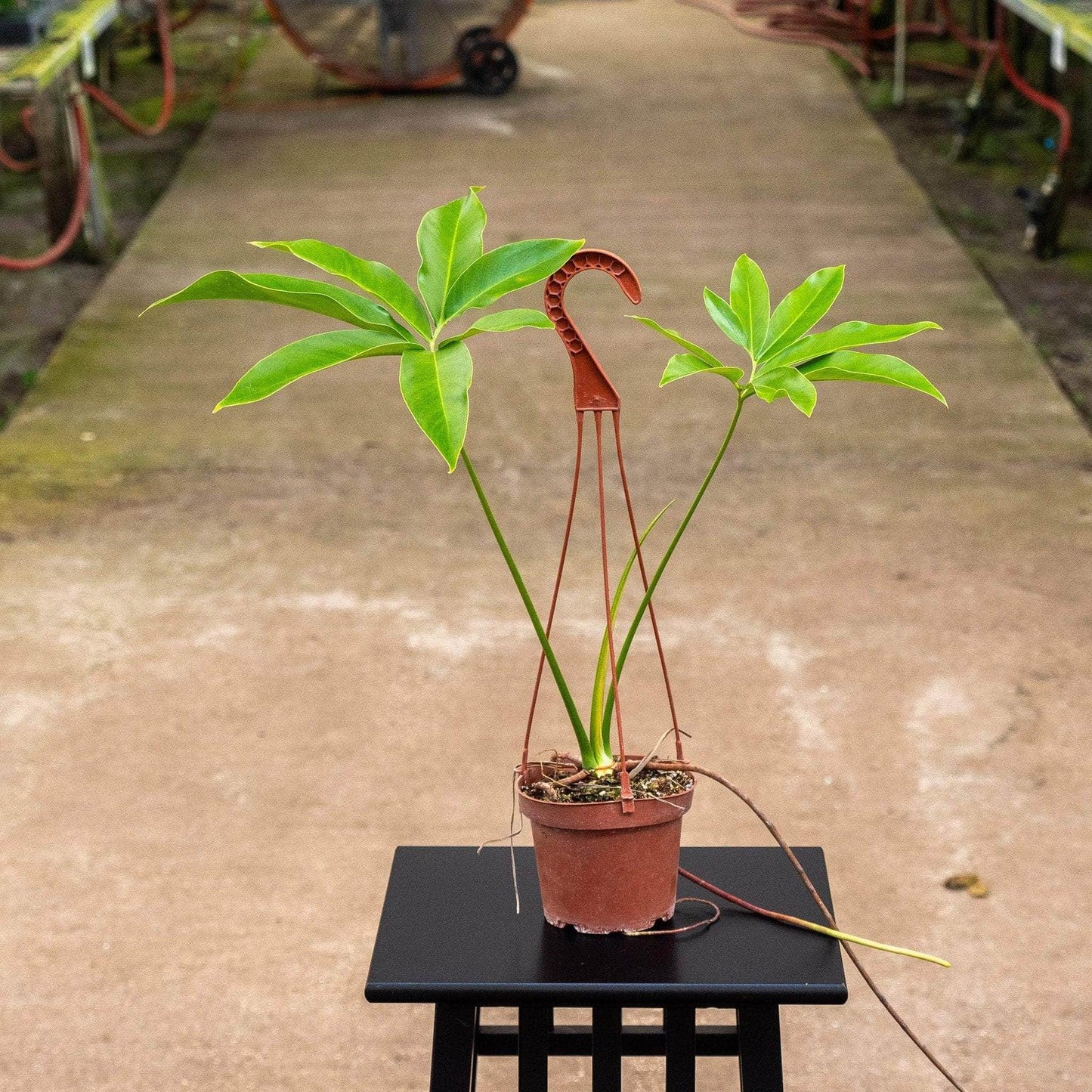 Philodendron Goeldii - View 19 from www redcrocus com
