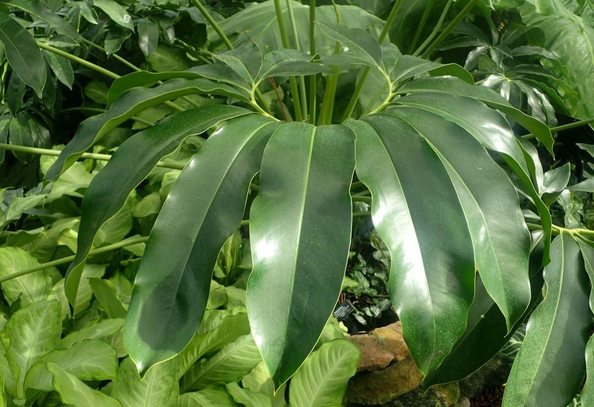 Philodendron Goeldii - View 3 from www redcrocus com