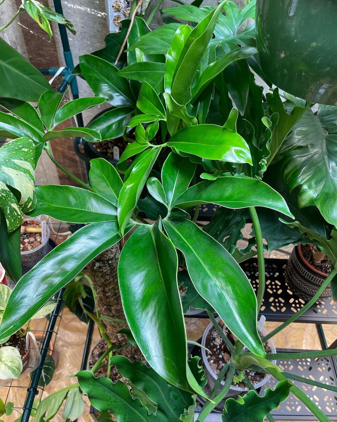 Philodendron Goeldii - View 4 from www redcrocus com