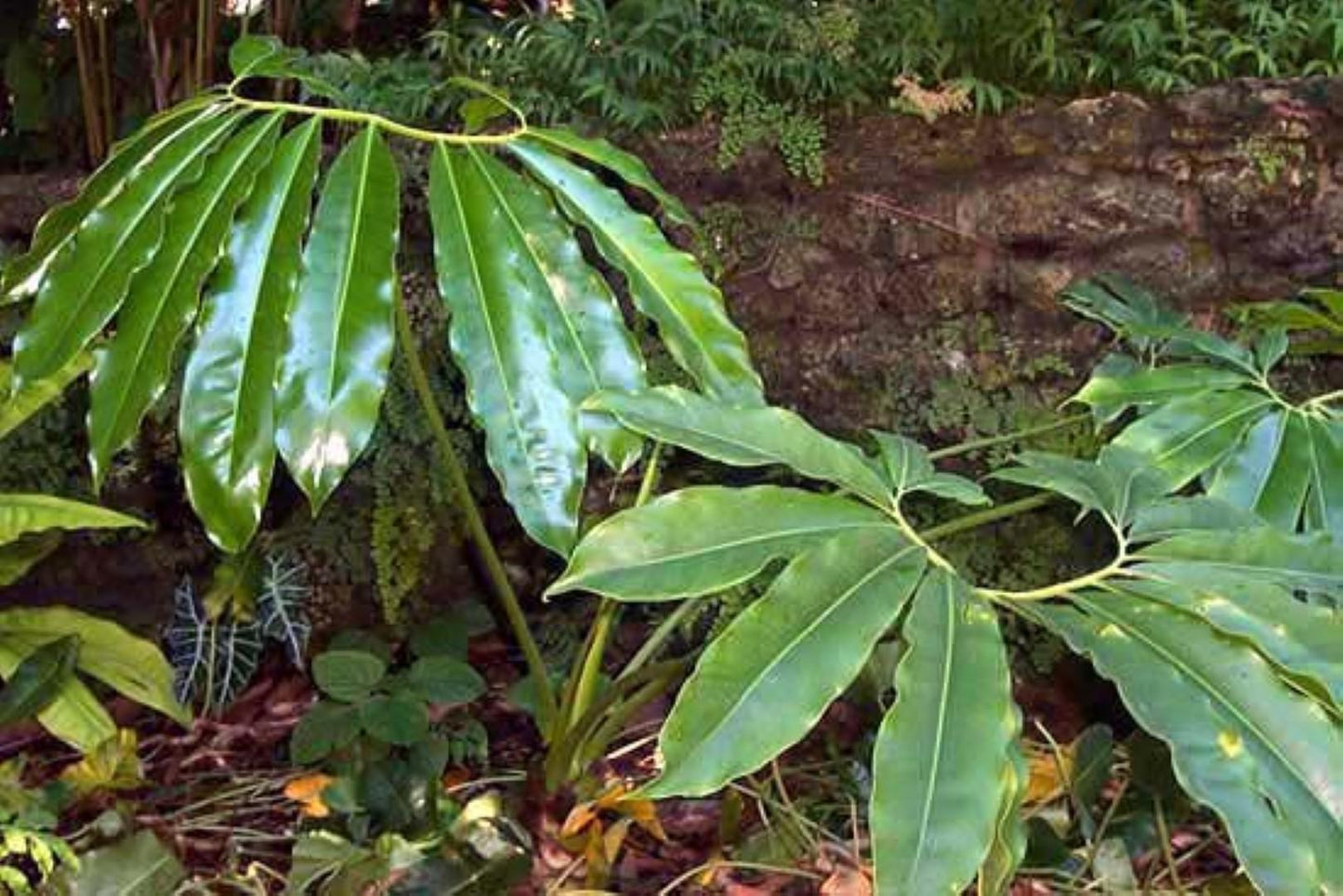 Philodendron Goeldii - View 6 from www redcrocus com