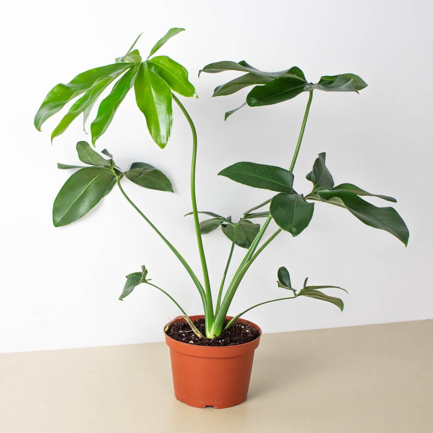 Philodendron Goeldii - View 7 from www redcrocus com