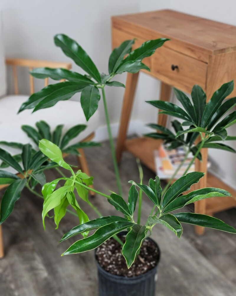 Philodendron Goeldii - View 8 from www redcrocus com