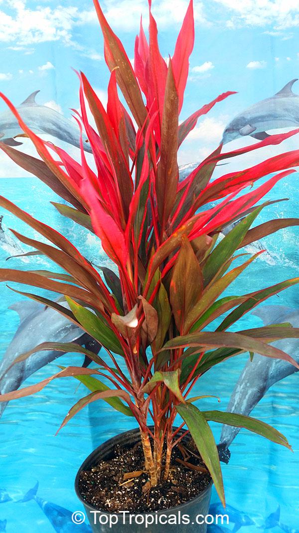 Cordyline Fruticosa 'pink Pepper' - View 10 from www redcrocus com