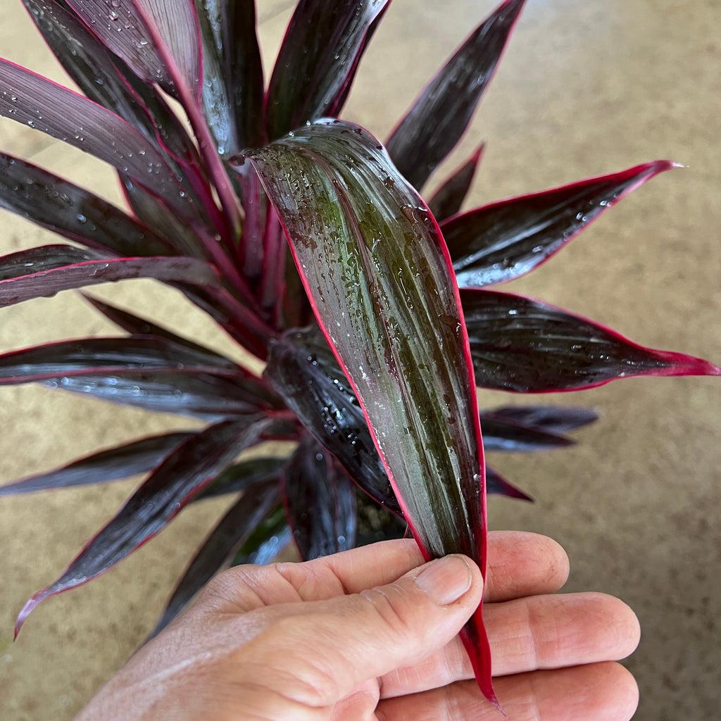 Cordyline Fruticosa 'pink Pepper' - View 11 from www redcrocus com
