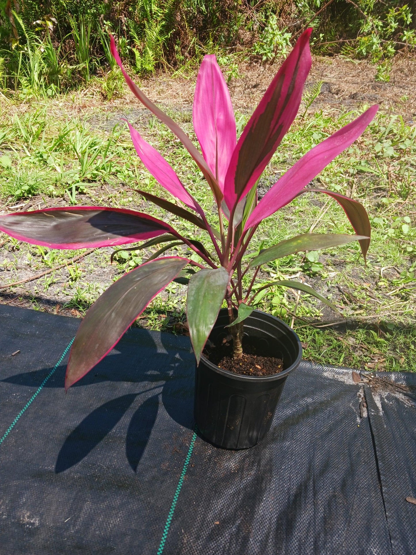 Cordyline Fruticosa 'pink Pepper' - View 13 from www redcrocus com