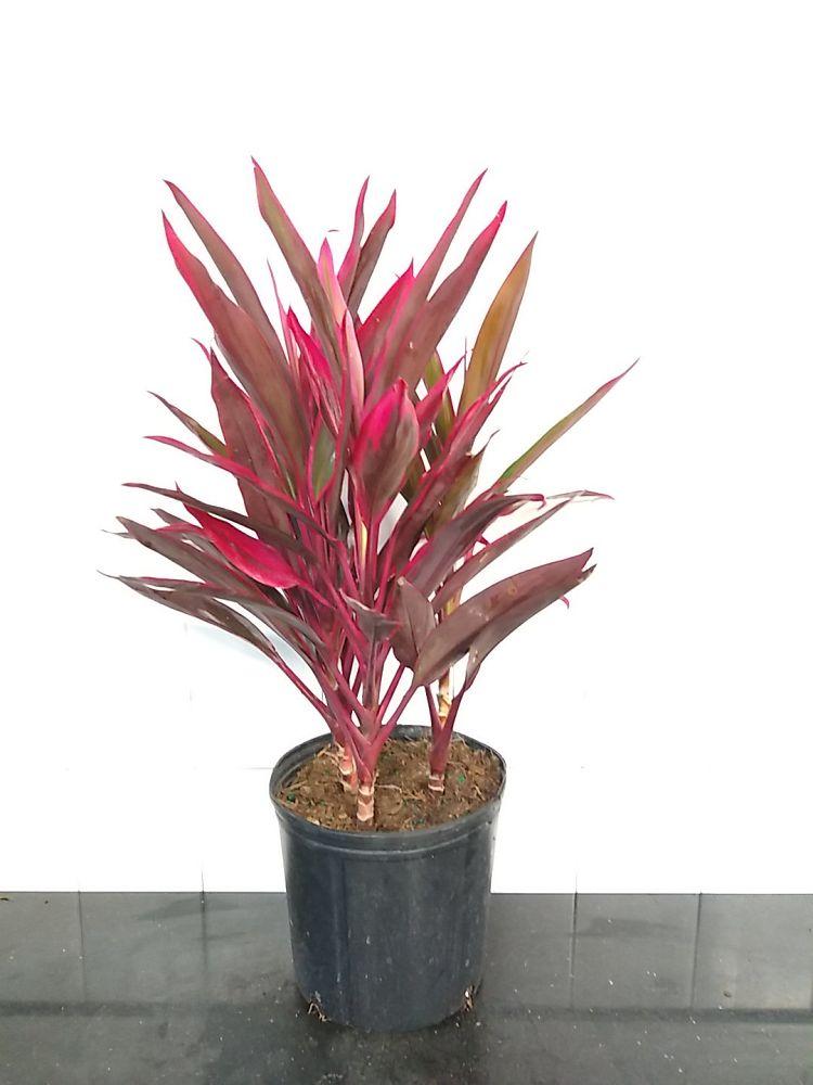Cordyline Fruticosa 'pink Pepper' - View 15 from www redcrocus com