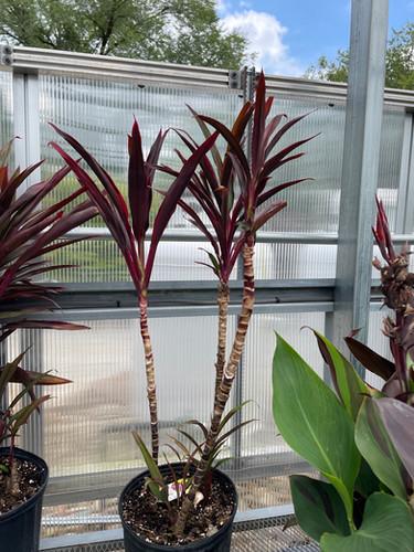 Cordyline Fruticosa 'pink Pepper' - View 16 from www redcrocus com