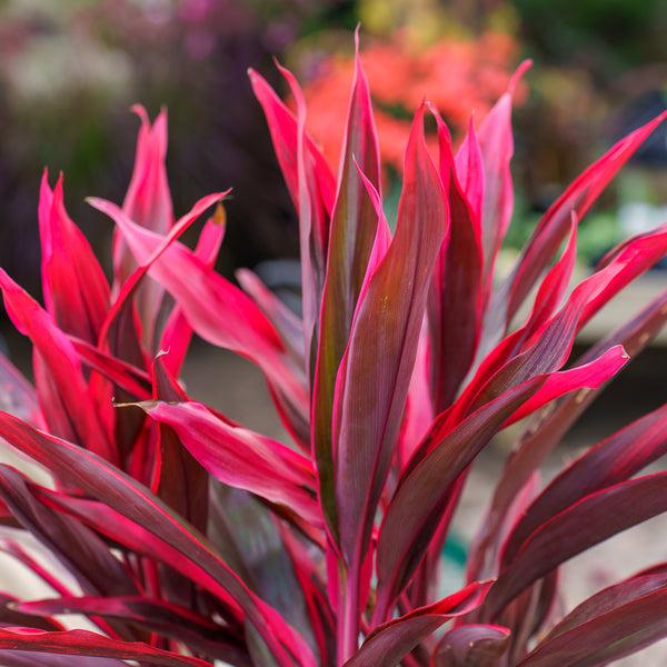 Cordyline Fruticosa 'pink Pepper' - View 17 from www redcrocus com