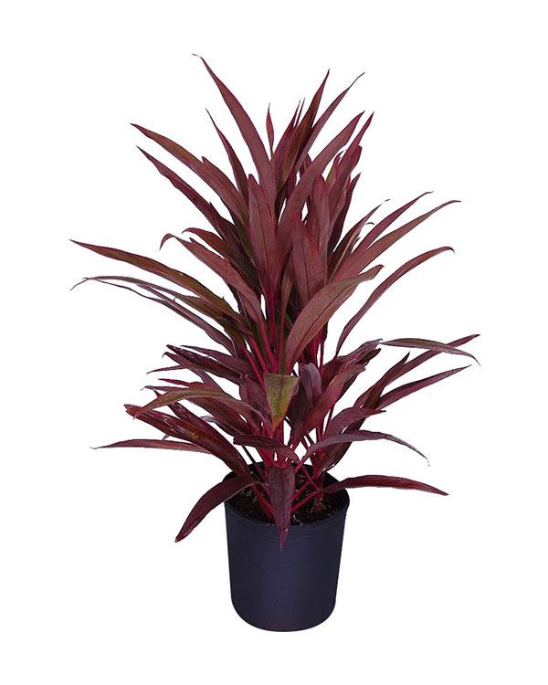 Cordyline Fruticosa 'pink Pepper' - View 18 from www redcrocus com