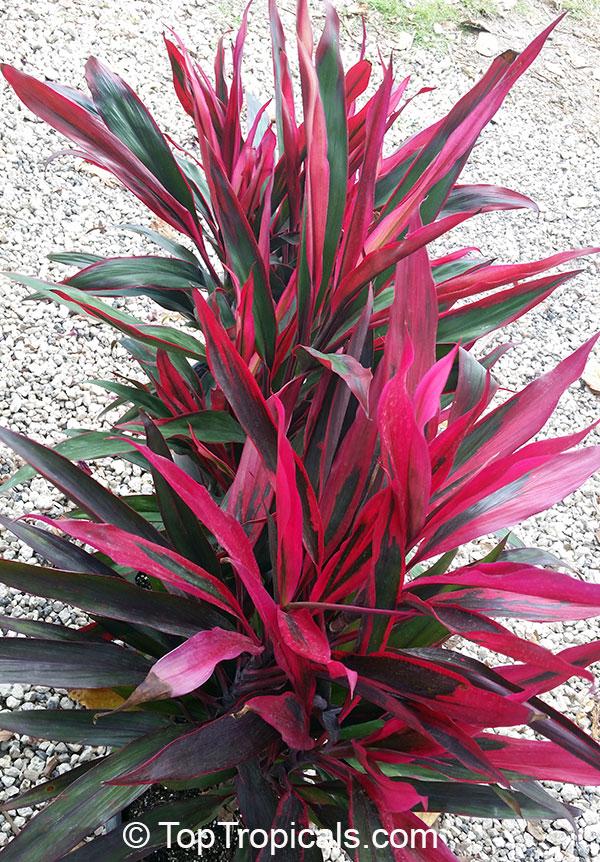 Cordyline Fruticosa 'pink Pepper' - View 19 from www redcrocus com