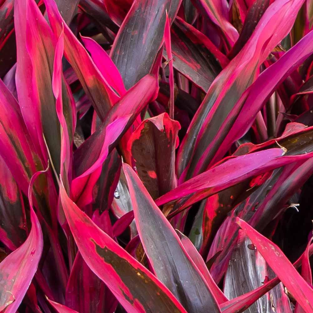 Cordyline Fruticosa 'pink Pepper' - View 2 from www redcrocus com