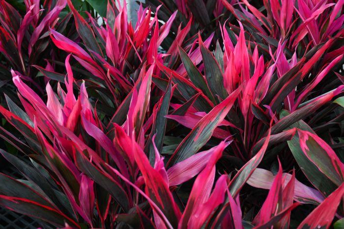 Cordyline Fruticosa 'pink Pepper' - View 4 from www redcrocus com