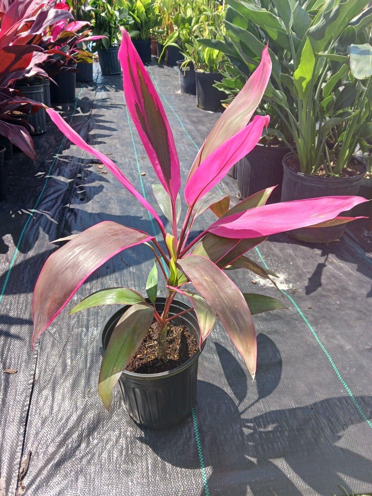 Cordyline Fruticosa 'pink Pepper' - View 5 from www redcrocus com