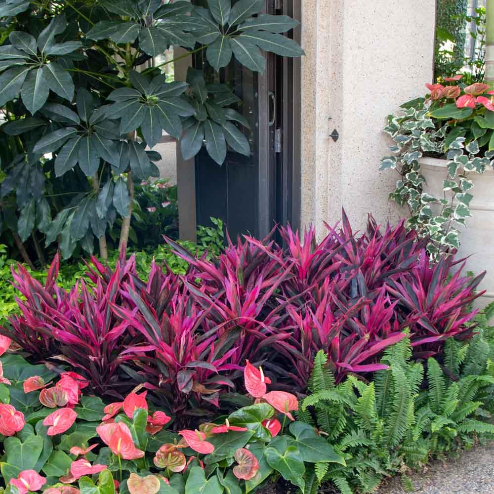 Cordyline Fruticosa 'pink Pepper' - View 6 from www redcrocus com