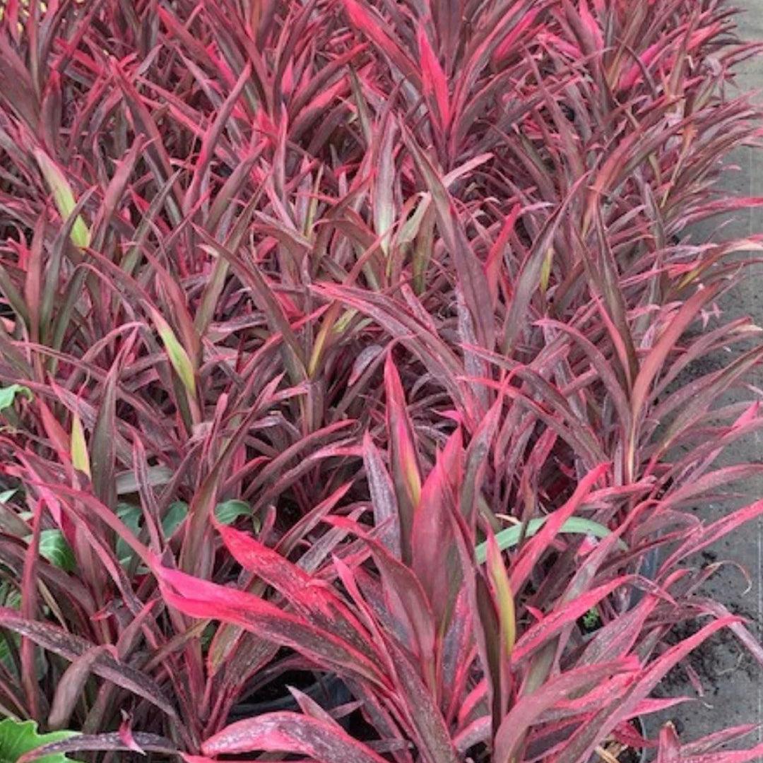 Cordyline Fruticosa 'pink Pepper' - View 7 from www redcrocus com