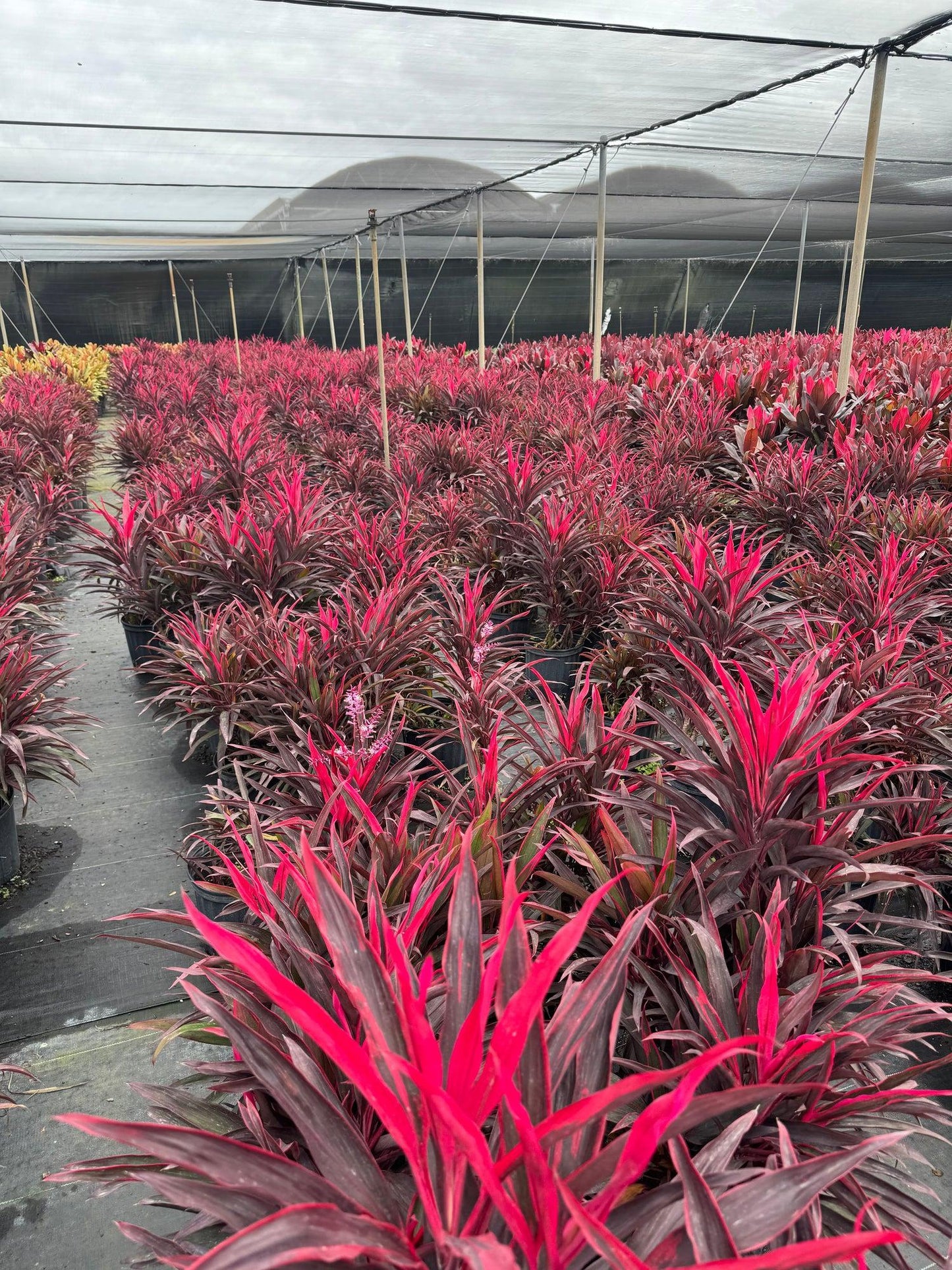 Cordyline Fruticosa 'pink Pepper' - View 9 from www redcrocus com