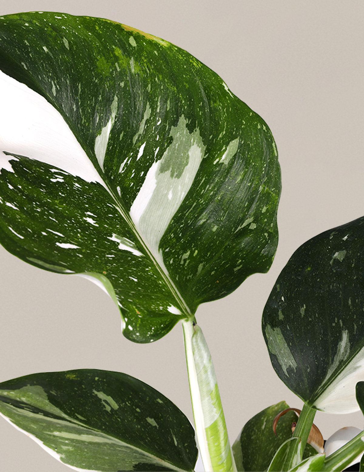 Philodendron 'white Wizard', Totem - View 11 from www redcrocus com