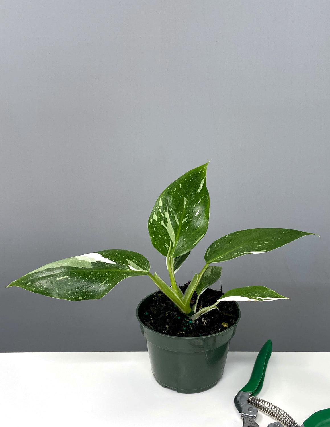 Philodendron 'white Wizard', Totem - View 15 from www redcrocus com