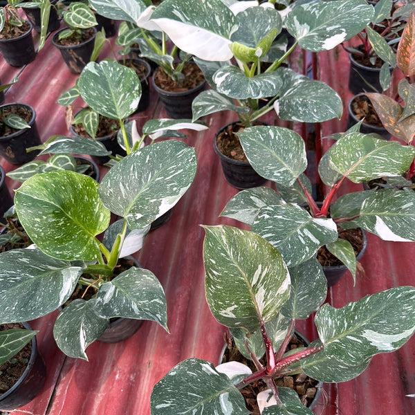 Philodendron 'white Wizard', Totem - View 2 from www redcrocus com