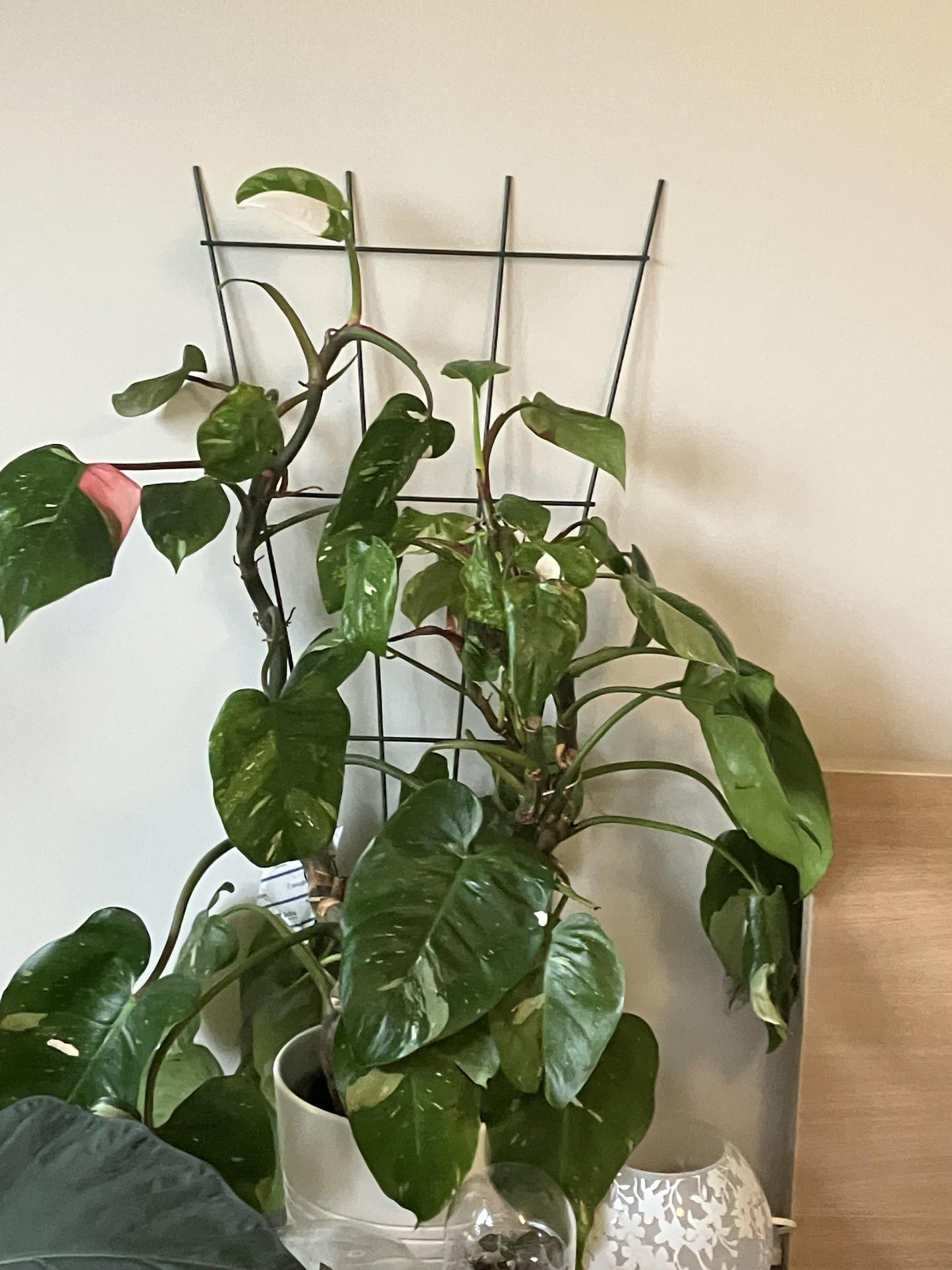 Philodendron 'white Wizard', Totem - View 3 from www redcrocus com