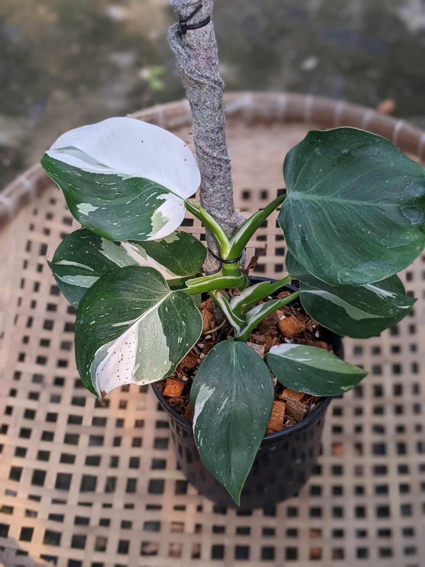Philodendron 'white Wizard', Totem - View 4 from www redcrocus com