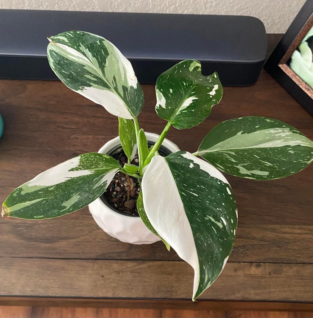 Philodendron 'white Wizard', Totem - View 8 from www redcrocus com