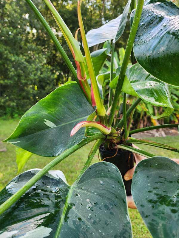 Philodendron 'white Wizard', Totem - View 9 from www redcrocus com