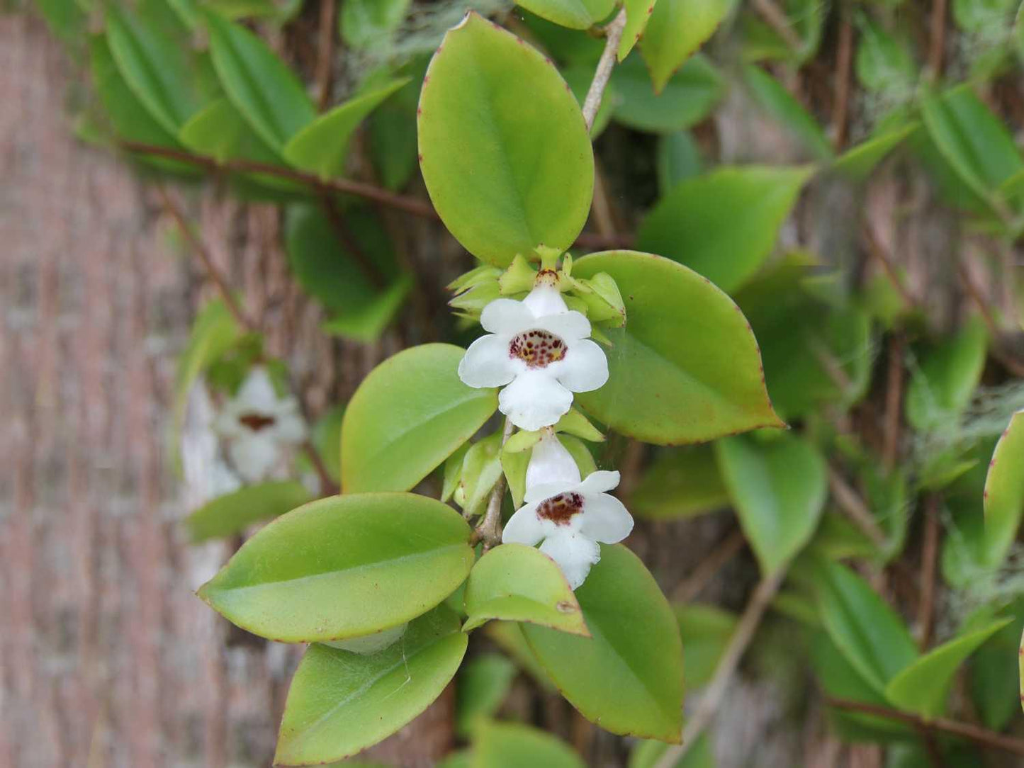 Codonanthe, Assorted - View 2 from www redcrocus com