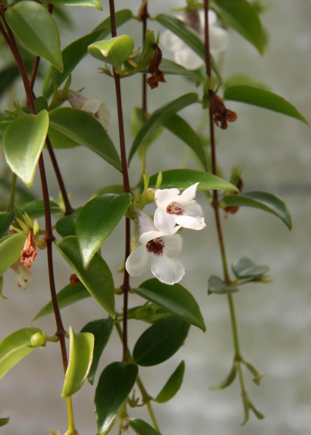 Codonanthe, Assorted - View 3 from www redcrocus com