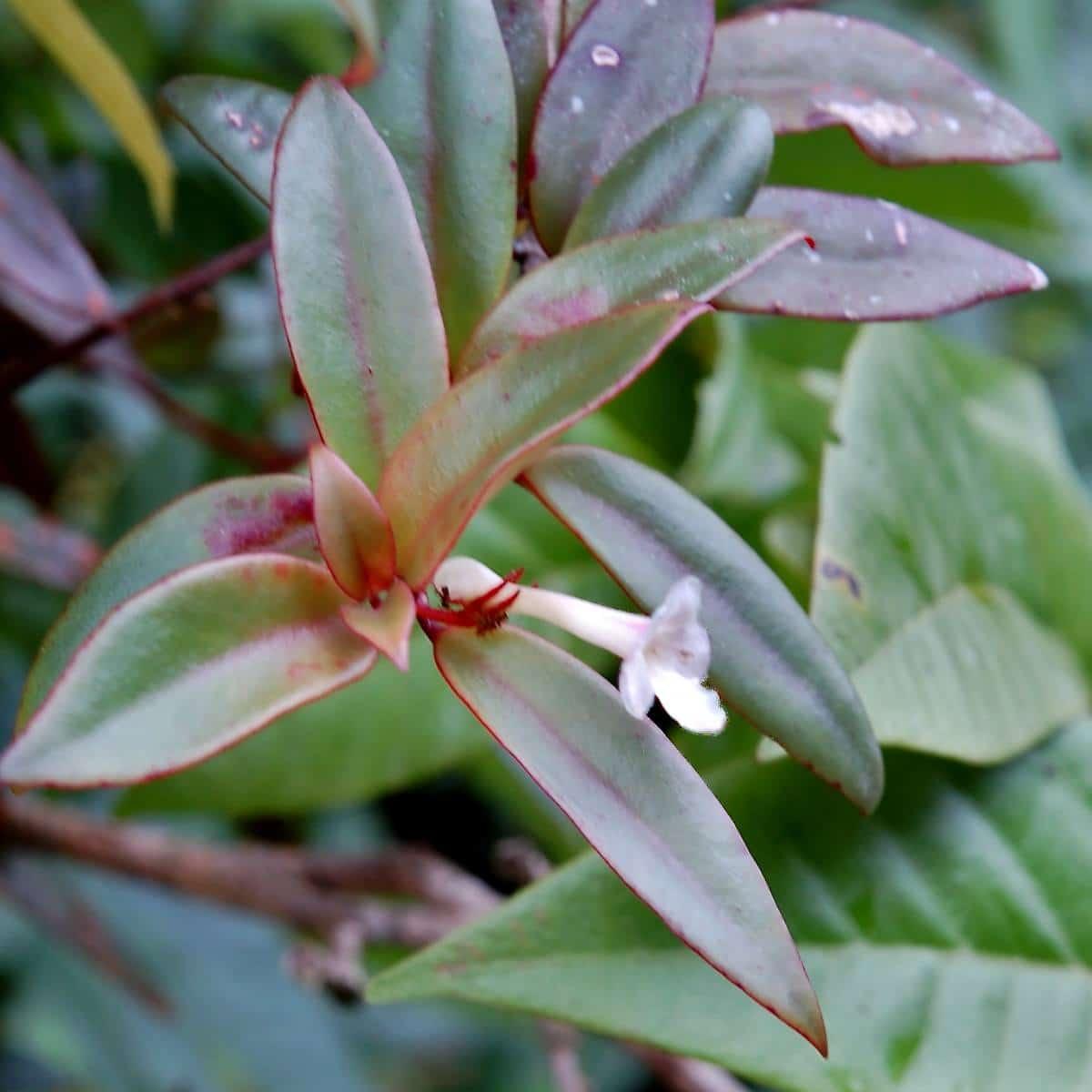 Codonanthe, Assorted - View 4 from www redcrocus com