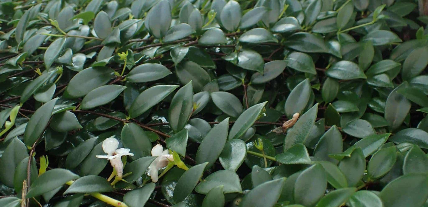 Codonanthe, Assorted - View 7 from www redcrocus com