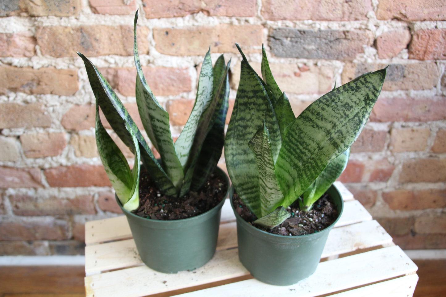 Sansevieria 'wintergreen' - View 10 from www redcrocus com