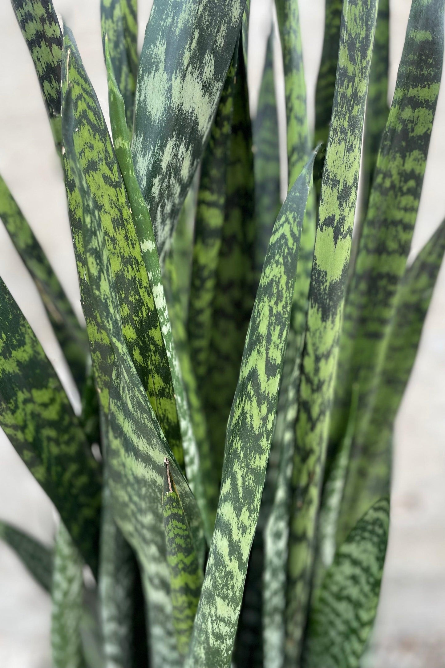 Sansevieria 'wintergreen' - View 11 from www redcrocus com