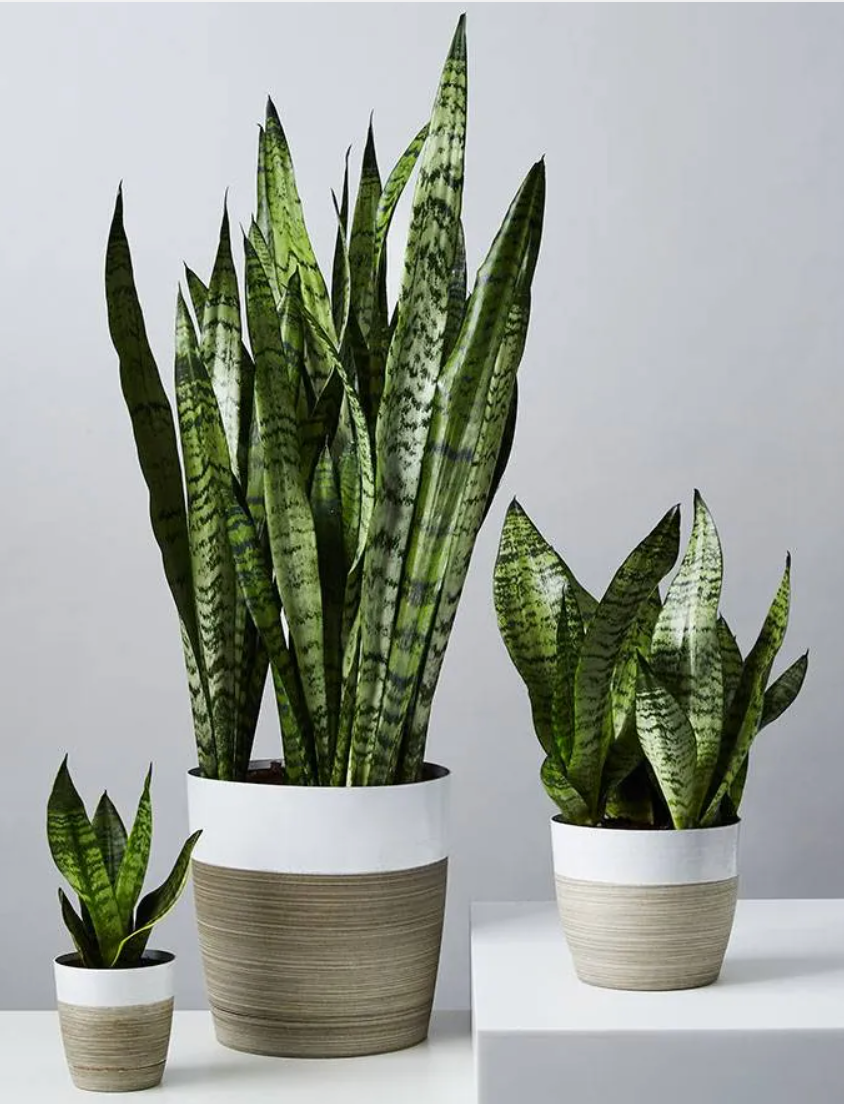 Sansevieria 'wintergreen' - View 13 from www redcrocus com