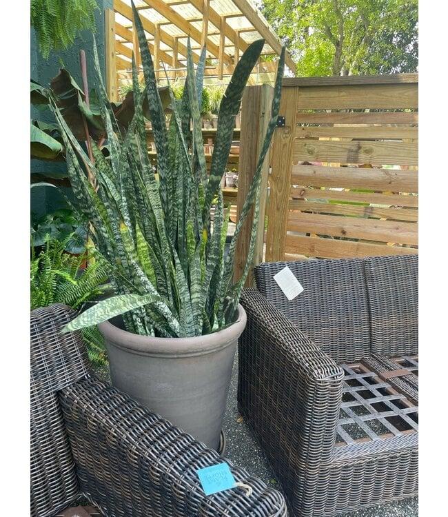Sansevieria 'wintergreen' - View 13 from www redcrocus com