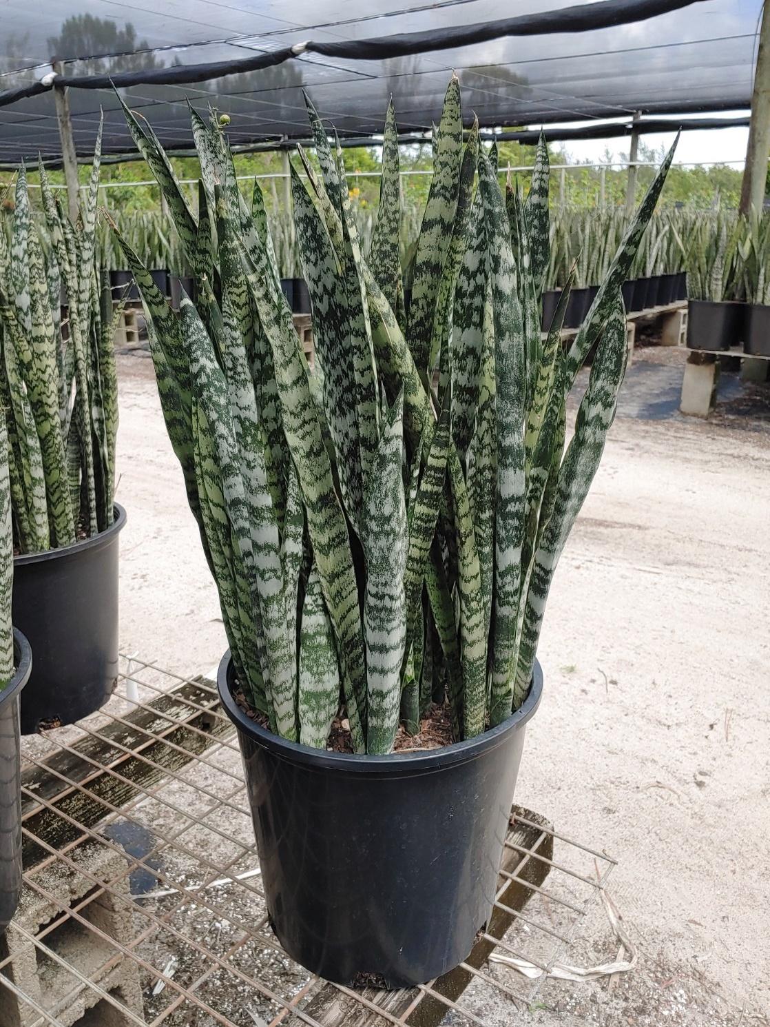 Sansevieria 'wintergreen' - View 15 from www redcrocus com