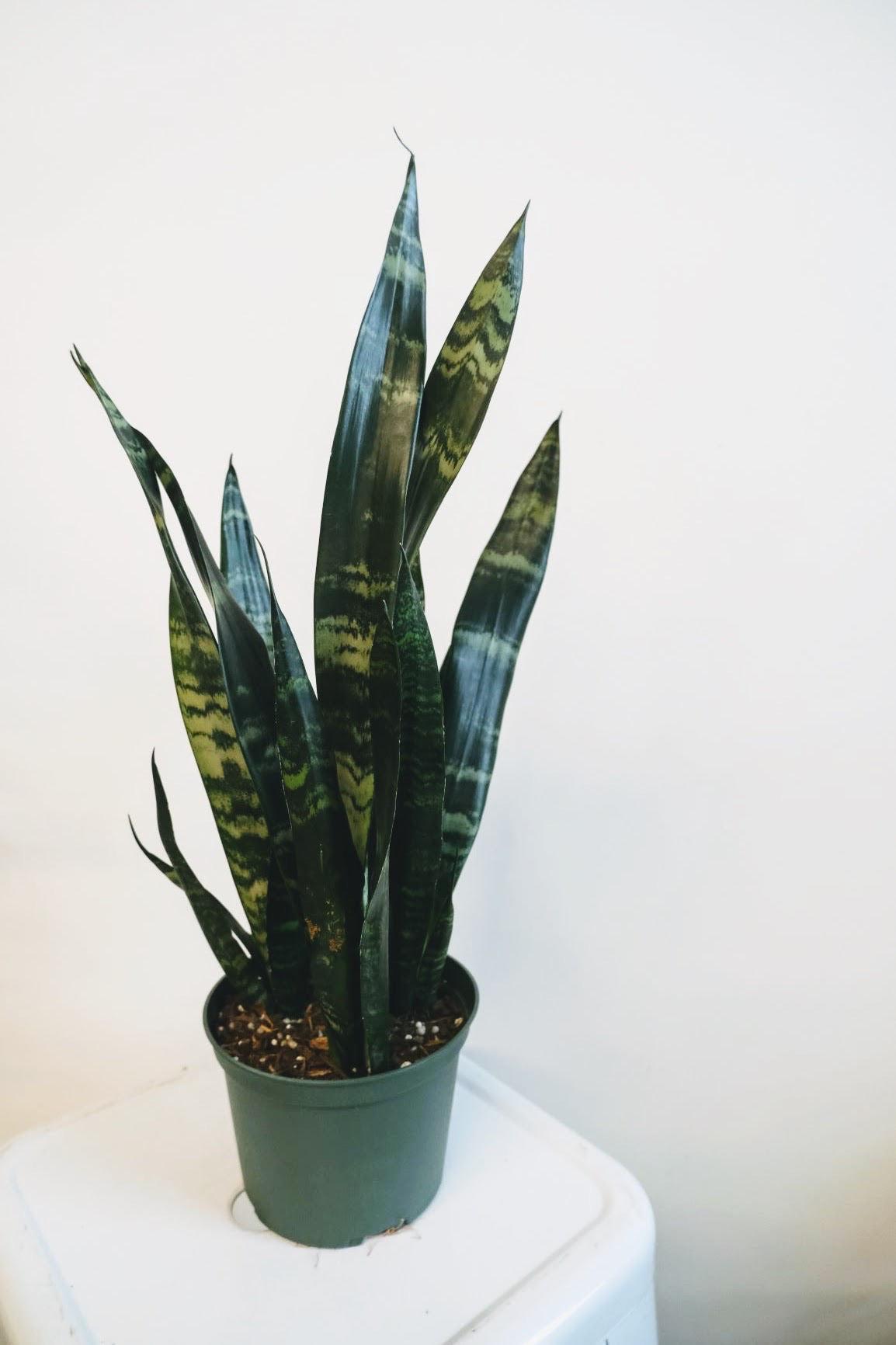 Sansevieria 'wintergreen' - View 16 from www redcrocus com