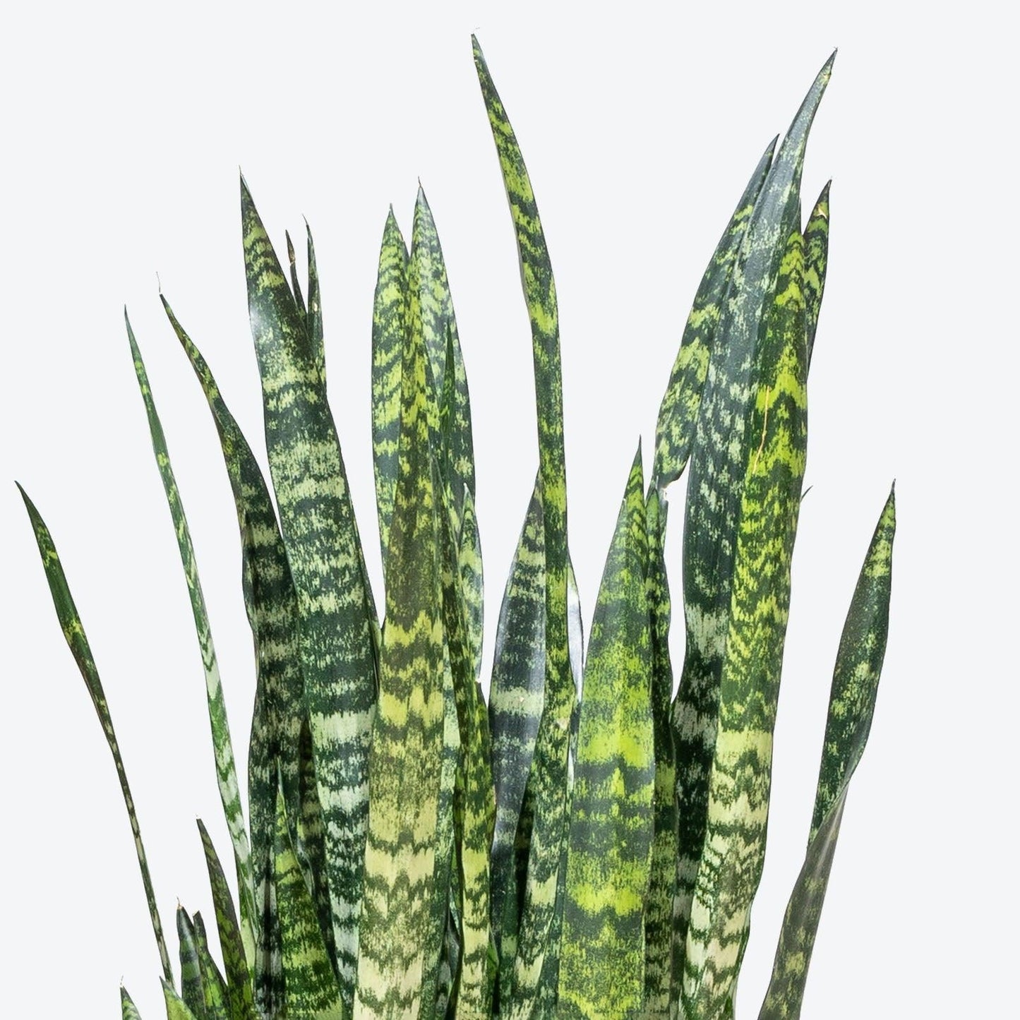 Sansevieria 'wintergreen' - View 17 from www redcrocus com