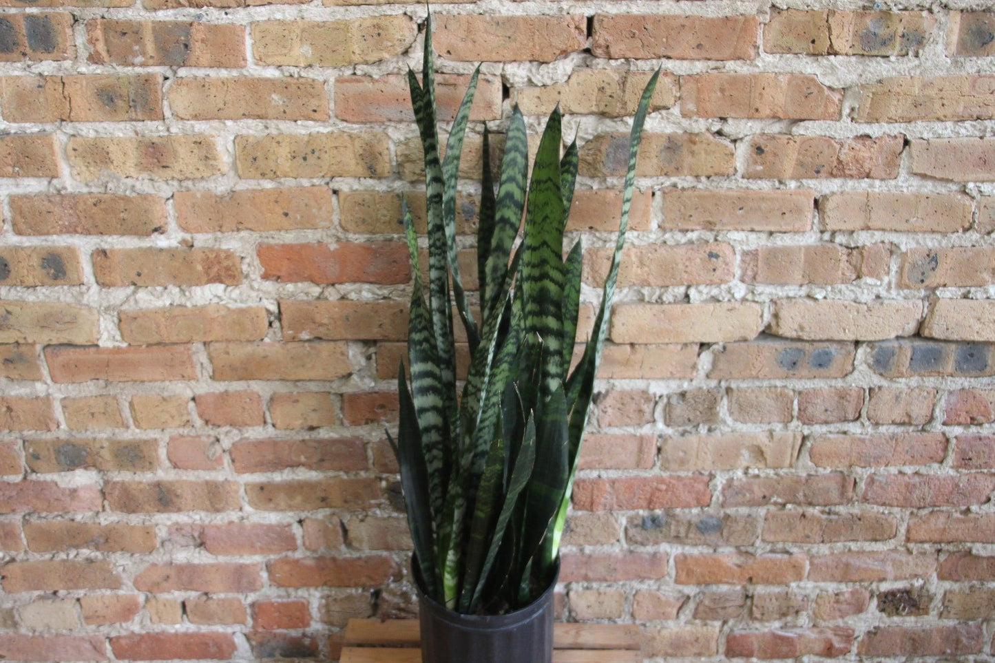 Sansevieria 'wintergreen' - View 18 from www redcrocus com