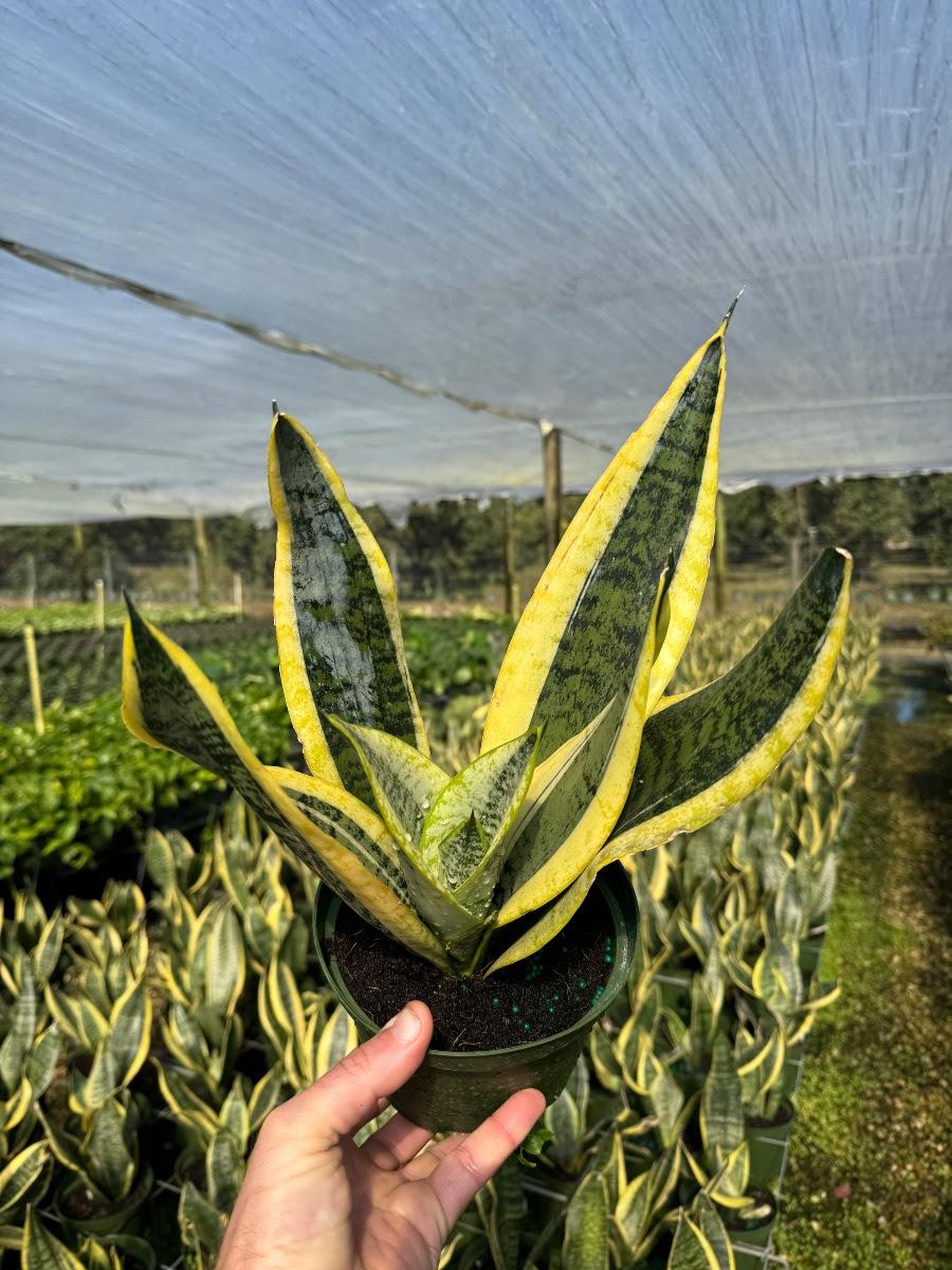 Sansevieria 'wintergreen' - View 19 from www redcrocus com