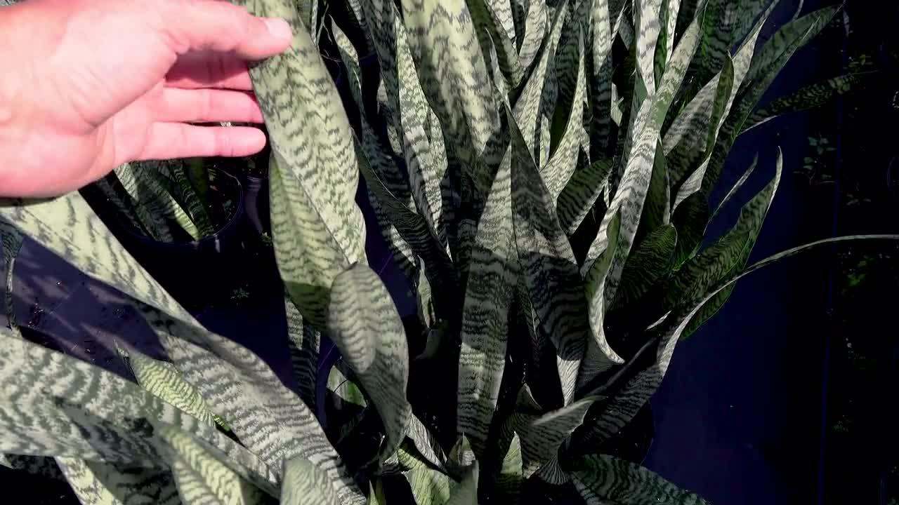 Sansevieria 'wintergreen' - View 20 from www redcrocus com