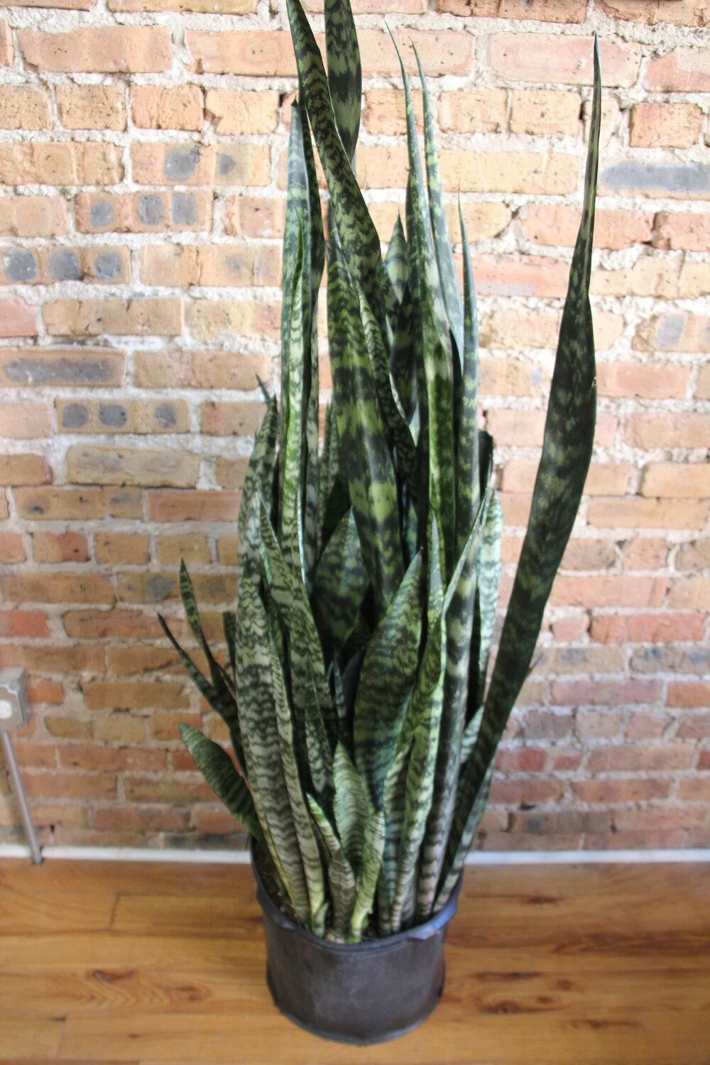 Sansevieria 'wintergreen' - View 2 from www redcrocus com