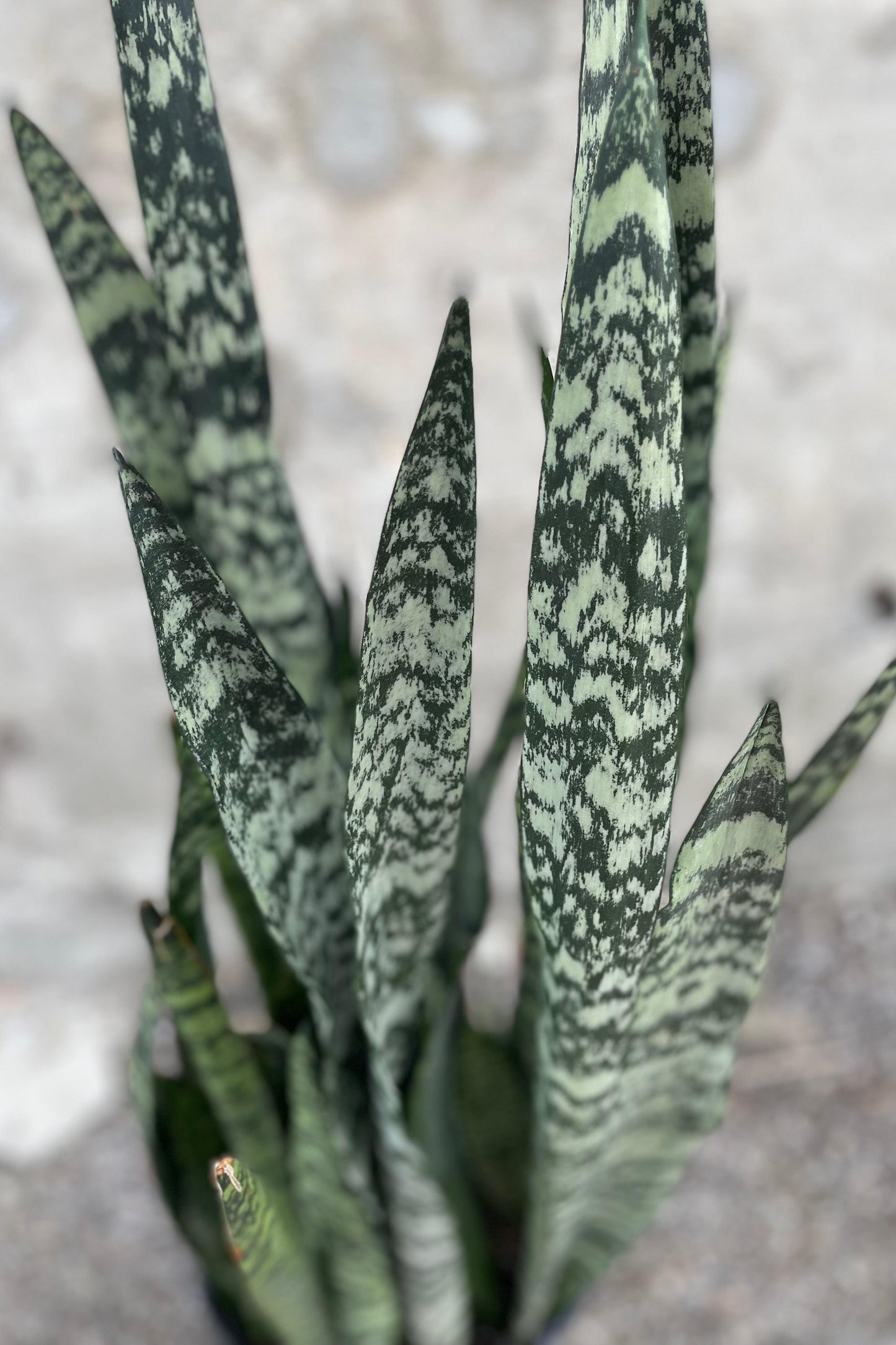 Sansevieria 'wintergreen' - View 3 from www redcrocus com