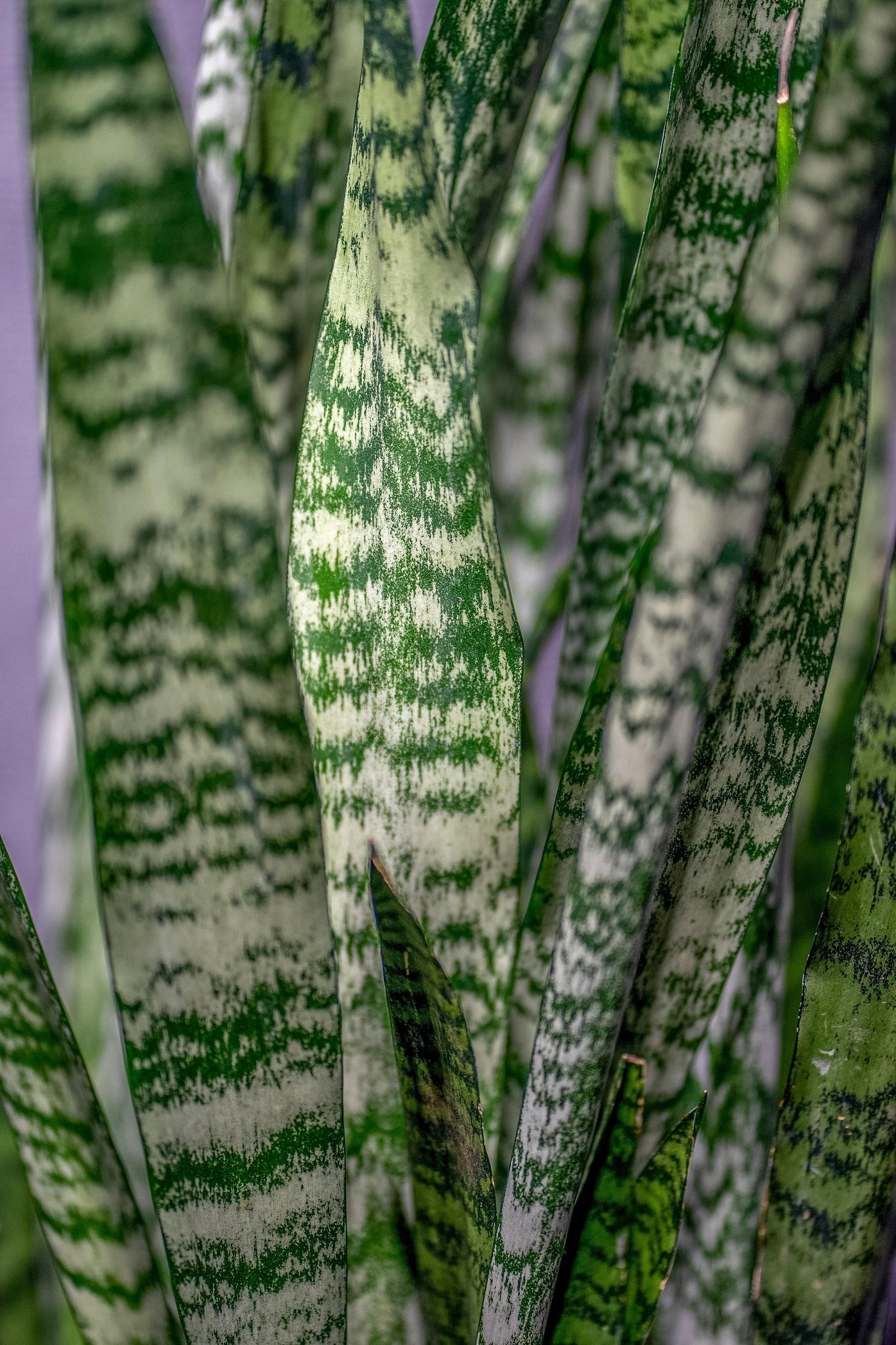 Sansevieria 'wintergreen' - View 4 from www redcrocus com