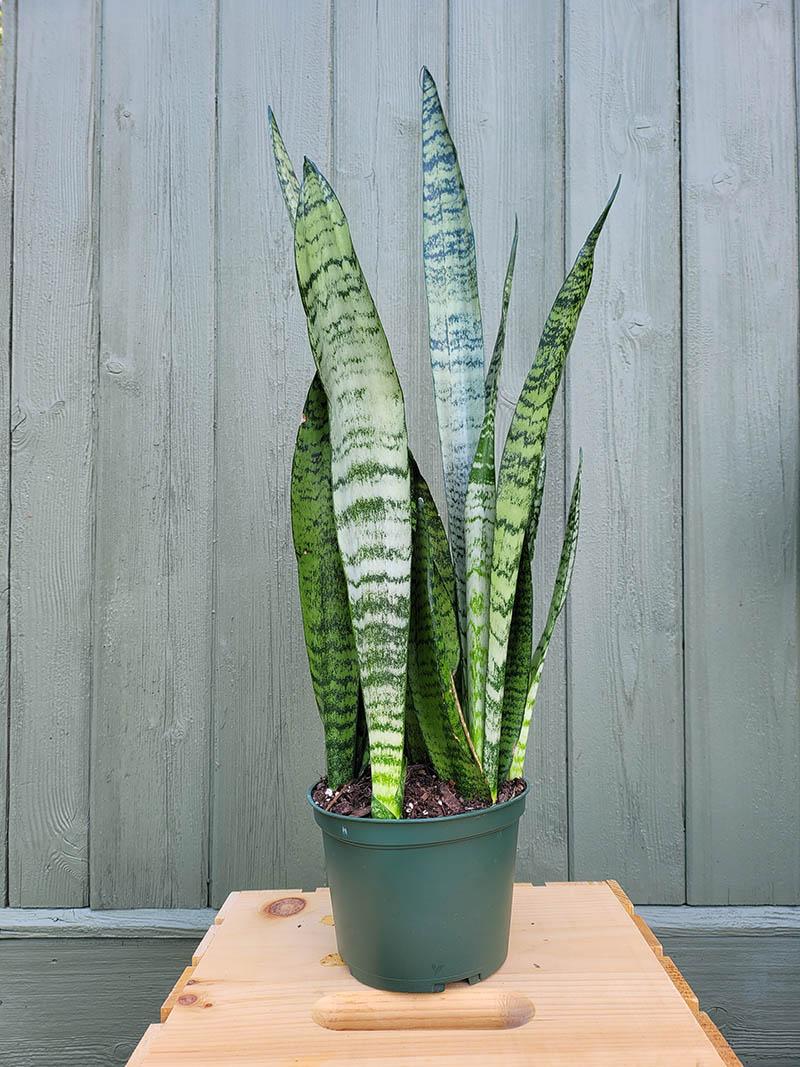 Sansevieria 'wintergreen' - View 5 from www redcrocus com