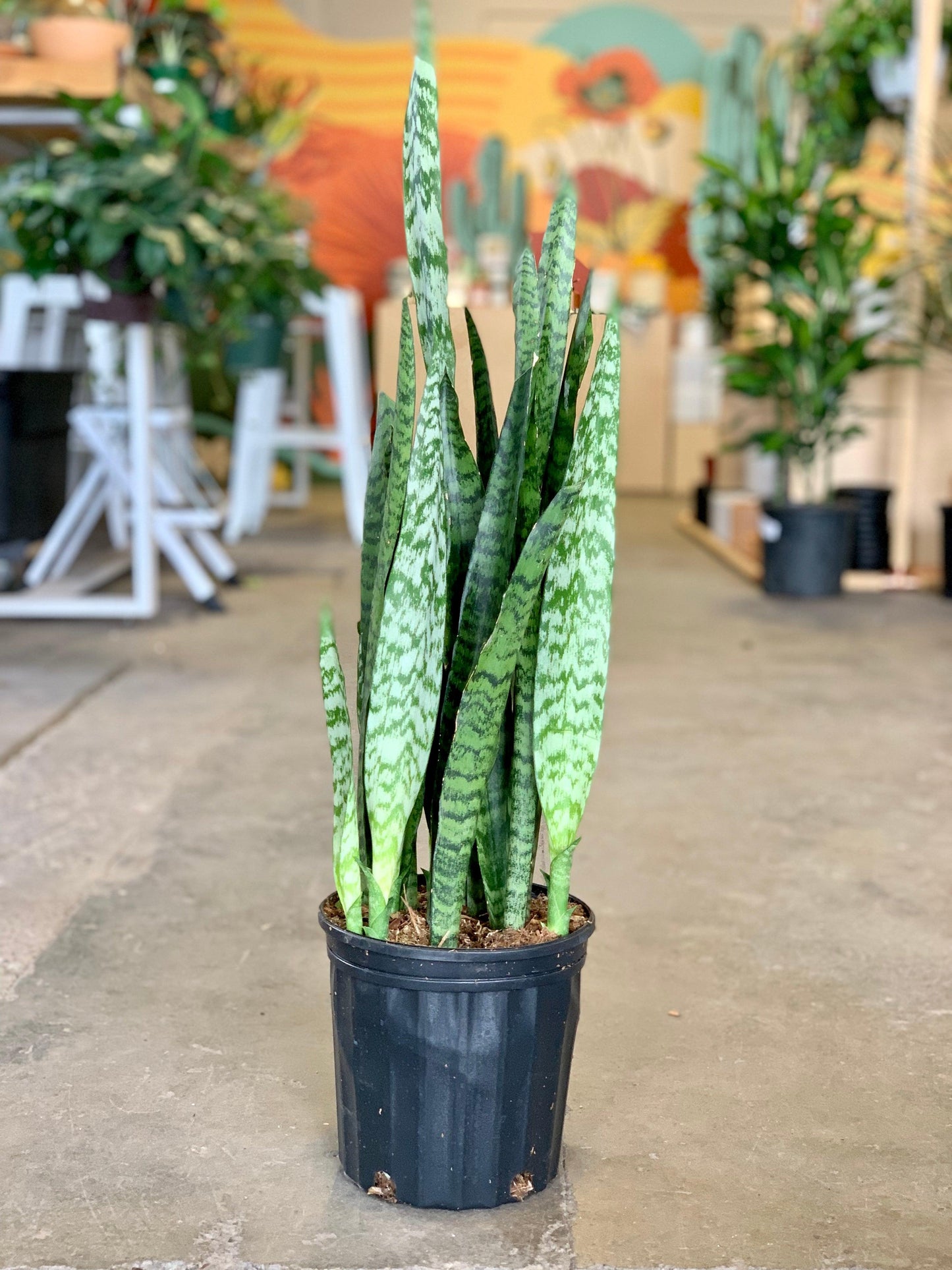 Sansevieria 'wintergreen' - View 6 from www redcrocus com