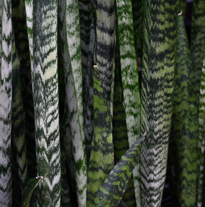 Sansevieria 'wintergreen' - View 7 from www redcrocus com