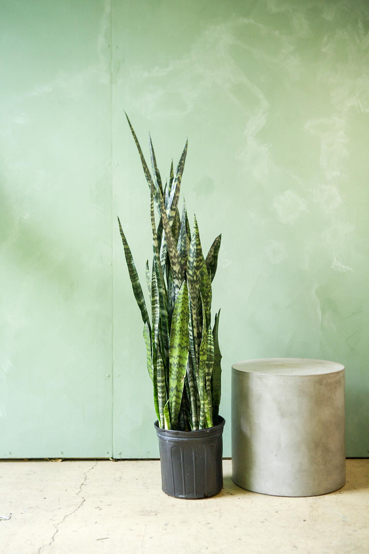 Sansevieria 'wintergreen' - View 8 from www redcrocus com