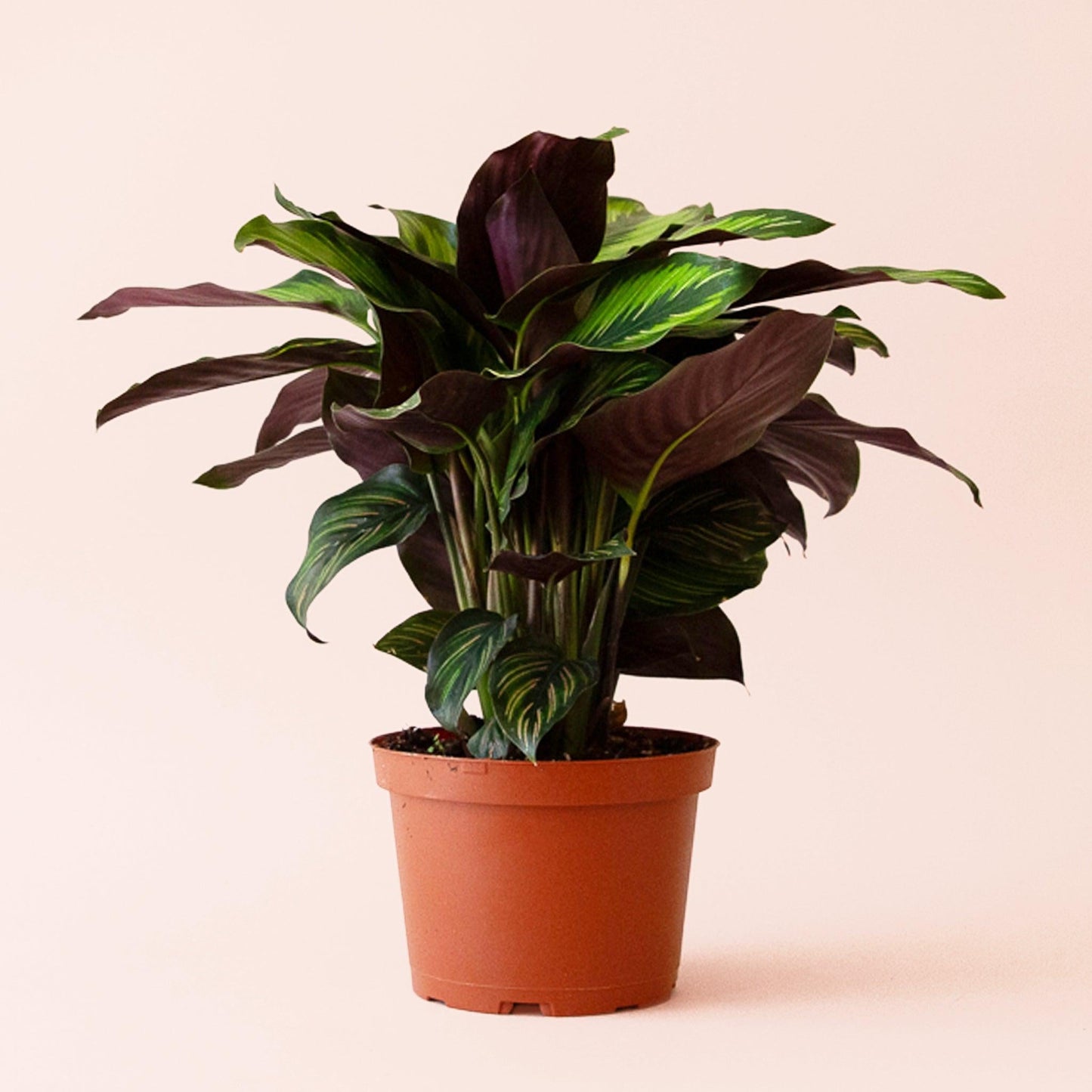 Calathea 'color Beauty' - View 10 from www redcrocus com